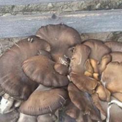 Konya&rsquo;da g&ouml;renleri şaşkına &ccedil;eviren olay: Tam 9,7 kilo