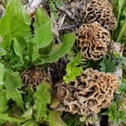 Yağmur yağdı servet fışkırdı! "Doğanın eti" bin liradan kapışılıyor