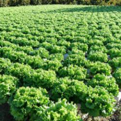 Samsun'da topraksız tarım y&ouml;ntemiyle yetiştirilen maydanozun hasadı yapıldı