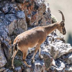 Yılda bir yavru doğuruyor: Bu hatayı yapan Araba parasına ke&ccedil;i sahibi oluyor