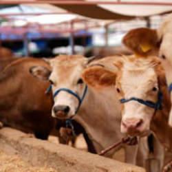 2026 KURBANLIK FİYATLARI: K&uuml;&ccedil;&uuml;kbaş ve b&uuml;y&uuml;kbaş ne kadar?