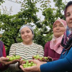 Mersin'de hasat başladı: 10 bin liradan 200 liraya kadar geriledi
