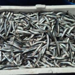 Balık&ccedil;ıdan son &ccedil;ağrı: Yarın bu fiyata bulamazsınız, kilosu 100 TL!