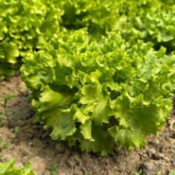 Tarladan satılan marul 35 TL'yi g&ouml;rd&uuml;!