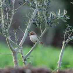 Hatay semalarında s&uuml;rpriz misafir: T&uuml;rkistan &ouml;r&uuml;mcekkuşu ilk kez g&ouml;r&uuml;nt&uuml;lendi