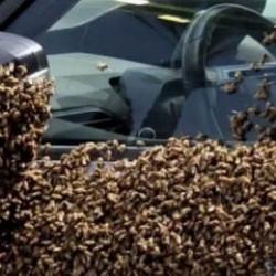 Arıların istila ettiği İsrail'de u&ccedil;ak seferleri iptal edildi