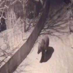 Artvin'de a&ccedil; kalan ayılar k&ouml;ylere indi