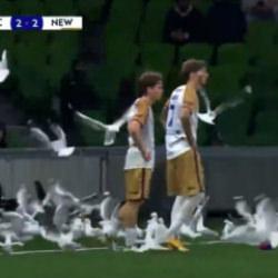 Avustralya Ligi&rsquo;nde ilgin&ccedil; anlar: Sahayı martılar bastı