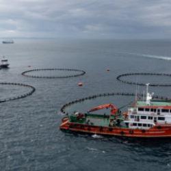 22 &uuml;lke sıraya girdi! Karadeniz&rsquo;in "mavi hazinesi" kapış kapış gidiyor