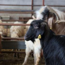 Elazığ'da kurban satışları başladı: Fiyatı duyan az mı &ccedil;ok mu karar veremiyor