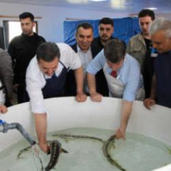 "Siyah İnci" Karadeniz'e salınıyor! Kilosu 90 bin lira: Sayı 30 bini aştı