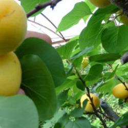 Kayısının hasadı 15 g&uuml;n gecikti! 