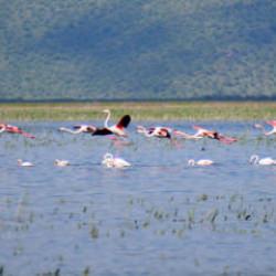 Manisa Marmara G&ouml;l&uuml;&rsquo;nde sevindiren g&ouml;r&uuml;nt&uuml;: G&ouml;&ccedil;men kuşlara yeniden yuva oldu