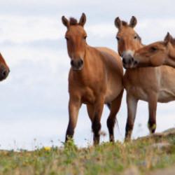 N&uuml;kleer facianın yaşandığı &Ccedil;ernobil'e getirilen 33 kromozomlu atlar hayatta kaldı