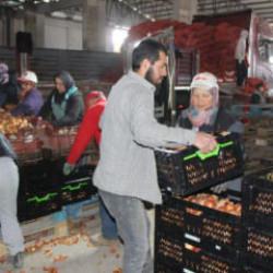 Soğan Amasya'dan Avrupa'ya g&ouml;nderiliyor