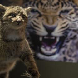 Toplanması 60 yıl s&uuml;rd&uuml;: Biyo&ccedil;eşitlilik Bilim M&uuml;zesi ziyaret&ccedil;ileri bekliyor