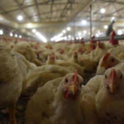 T&Uuml;İK a&ccedil;ıkladı: K&uuml;mes hayvancılığında &uuml;retim rekora koşuyor!