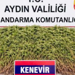 Nazilli&rsquo;de zeytin bah&ccedil;esine uyuşturucu baskını: 208 k&ouml;k kenevir ele ge&ccedil;irildi!