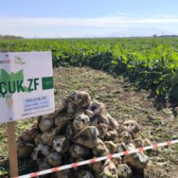 Yerli hibrit şeker pancarı ticarileşti: İhracat talepleri yağıyor