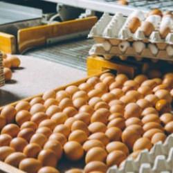 Yumurta fiyatlarında sert d&uuml;ş&uuml;ş! Fiyatlar dibe &ccedil;akıldı