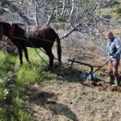 Aydın'da gen&ccedil;ler şehirde, &uuml;retim dedede! K&ouml;y&uuml;n 'delikanlısı' 50 yaşında 