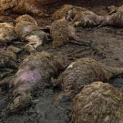 Ağıla giren kurt, 40 koyunu &ouml;ld&uuml;rd&uuml;