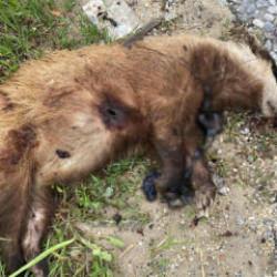Aydın'da nesli t&uuml;kenmekte olan Avrupa porsuğu silahla vurularak katledildi
