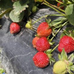 &Ccedil;ilek hasadı başladı: Kilosu 65 lira!