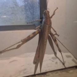 Diyarbakır'da dev et&ccedil;il &ccedil;ekirgenin boyutu şaşkınlık yarattı