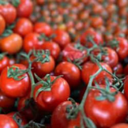 Elazığ&rsquo;da domates &uuml;retiminde yeni sezon başladı