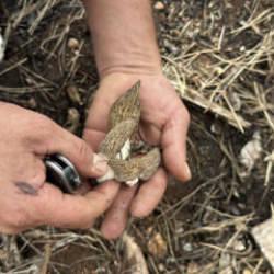 Yanan ormandan servet fışkırdı: Tazesinin kilosu bin, kurutulmuşu 7 bin TL