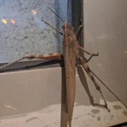 G&ouml;ren bir daha baktı! Boyutu şaşkınlık oluşturdu