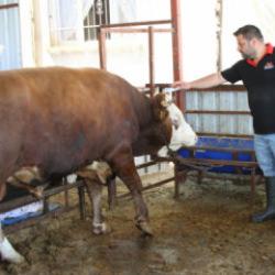 Hatay'da satışa &ccedil;ıkartılan 1 ton 130 kiloluk kurbanlık dananın fiyatı dudak u&ccedil;uklattı 