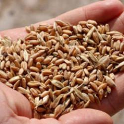 İklim değişikliğine karşı tarımda yerli ve ata tohumlar &ouml;ne &ccedil;ıkıyor