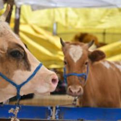 Kurban Bayramı &ouml;ncesi bakanlık d&uuml;ğmeye bastı! Tedbirler arttı, yeni d&ouml;nem başlıyor!