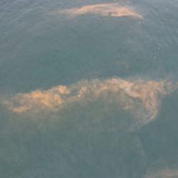 Marmara Denizi'nin Avcılar kıyılarında tedirgin eden g&ouml;r&uuml;nt&uuml;! 