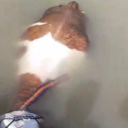 Nehirden balık değil tosun &ccedil;ıktı