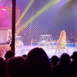 Rusya'da sirkte kaplan seyircilerin arasına daldı! Korku dolu anlar kamerada