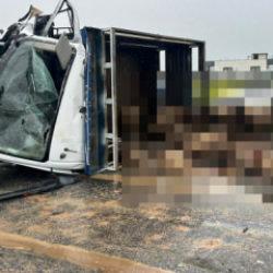 Siirt'te koyun y&uuml;kl&uuml; kamyonet ile otomobil &ccedil;arpıştı: 2 &ouml;l&uuml;, 3 yaralı