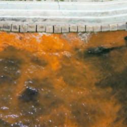 Tekirdağ'da denizin rengi değişti! Uzmanlardan a&ccedil;ıklama geldi