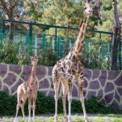 T&uuml;rkiye&rsquo;de bir ilk! Gaziantep&rsquo;te doğan z&uuml;rafa yavrusu b&uuml;y&uuml;k ilgi g&ouml;rd&uuml;