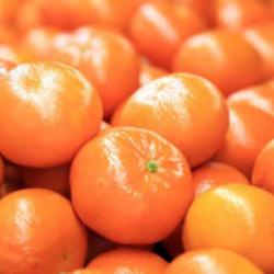 Turun&ccedil;gil ihracatı 697,7 milyon dolara ulaştı