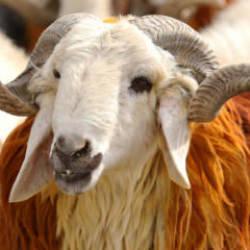 Vekalet yoluyla kurban kesim bedelleri a&ccedil;ıklandı! İşte rakamlar...