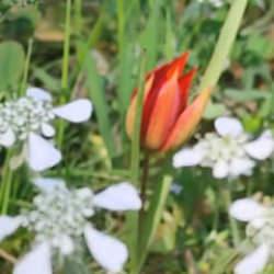 Spil Dağı'nda g&ouml;rsel ş&ouml;len: &Ouml;mr&uuml; 10 g&uuml;n, koparmanın cezası araba parası