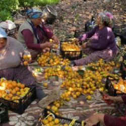 Yenid&uuml;nyada hasat başladı! İ&ccedil; piyasa 100 TL, ihracat 4 doları buldu