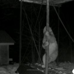 A&ccedil;lık başına vurdu! Ayının d&uuml;z demire tırmanmaya &ccedil;alıştığı anlar kamerada 