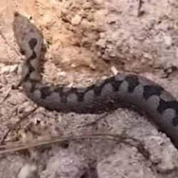 Bolu'da g&ouml;r&uuml;nt&uuml;lendi! T&uuml;rkiye'nin en zehirli t&uuml;rlerinden biri