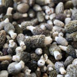 K&ouml;yl&uuml;ler dağlara akın etti! Toprağın altından "servet" &ccedil;ıkıyor