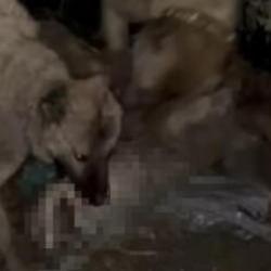 Van'da 2 kangal, ağıla giren kurdu telef etti  
