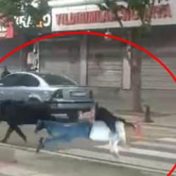 Batman'da şehir merkezine inen yaban domuzu &ouml;n&uuml;ne &ccedil;ıkan 3 kişiyi yaraladı
